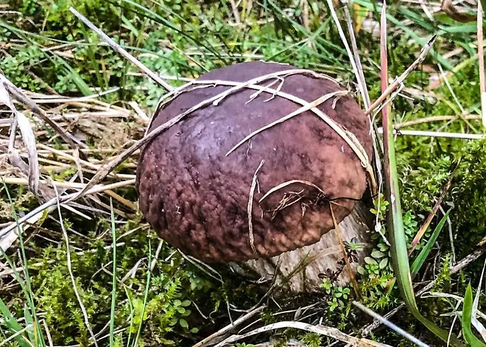 Bellevue Aschberg بيت للعطل كلينغنتال